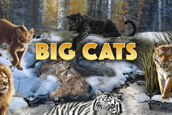 Big Cats